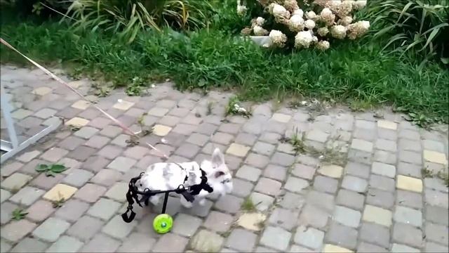 Инвалидная коляска для кролика Animal Mobile смотреть онлайн