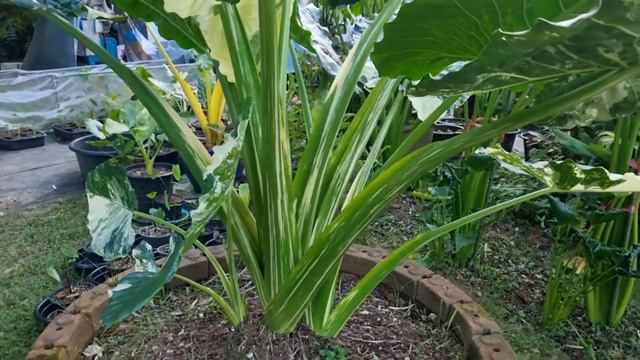 Giant Alocasia Macrorrhizos Variegated