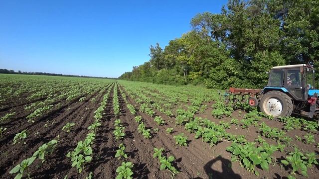 Рыхление ПОЧВЫ на Подсолнечнике / Борьба с СОРНЯКАМИ в посевах. смотреть онлайн