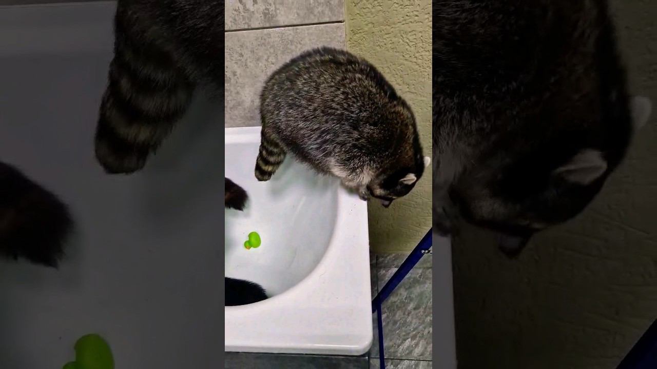 ▷Енот решил уйти◁ смотреть онлайн