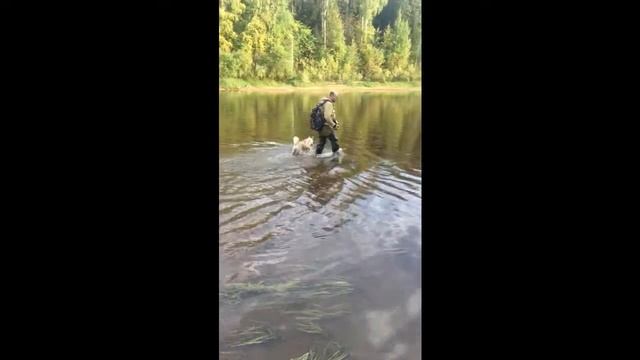 Собаки грязи не бояться, или о том как радоваться жизни! смотреть онлайн