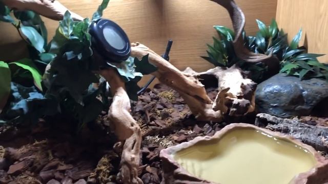 BABY ROYAL PYTHON SETUP смотреть онлайн