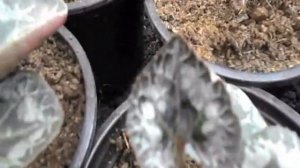 Цикламен борьба с вредителями. Паутинный клещ, цикламеновый, уничтожение, на примере цикламена.