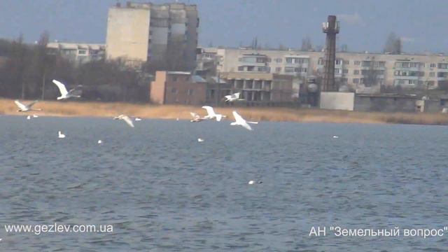 Взлет Лебедей в Евпатории Крым geese Evpatoria смотреть онлайн