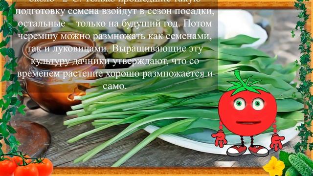 ЧЕРЕМША, КОЛБА ИЛИ ДИКИЙ ЧЕСНОК! смотреть онлайн