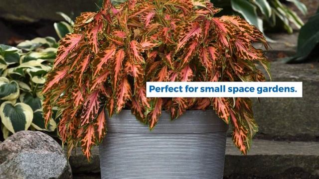 Coleus Sun Premium Coral Candy смотреть онлайн