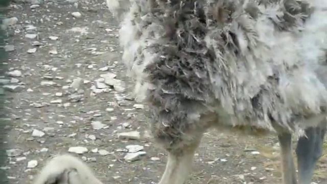 Страусы в парке До-До в станице Натухаевская(Анапский район) смотреть онлайн