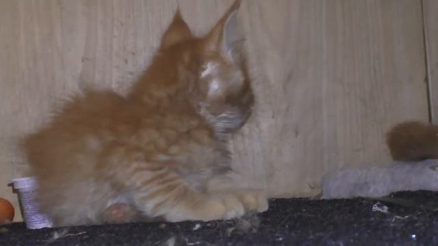 19.02.2016 Котята Мейн Кун смотреть онлайн