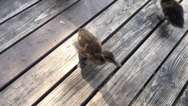 Едят ли утки мясо, да и вообще что едят утки, проверка вкуса у уток))) смотреть онлайн