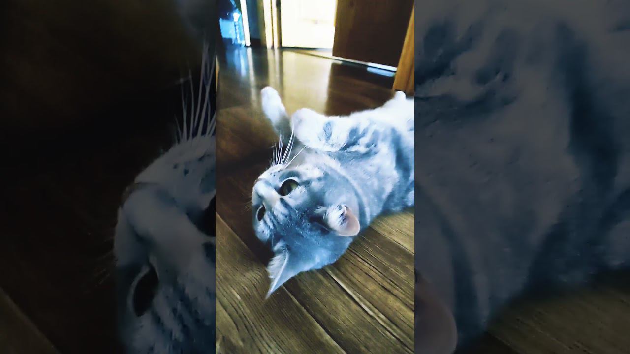 + котик в ленту смотреть онлайн
