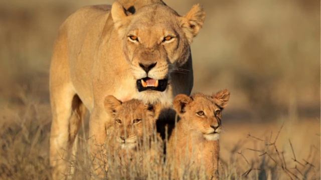 ФАКТЫ О ЛЬВАХ:КАКАЯ СТРАТЕГИЯ? ПРАВДО ЧТО ЛЕВ ЕСТ СВОИХ ДЕТЕЙ?