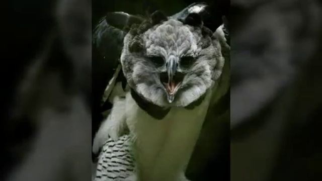 Южноамериканская гарпия. Читать описание. смотреть онлайн