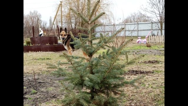 Быстрорастущие хвойные деревья и кустарники смотреть онлайн