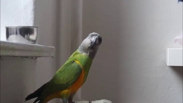 Mohrenkopfpapagei  Сенегальский попугай Senegal Parrot
