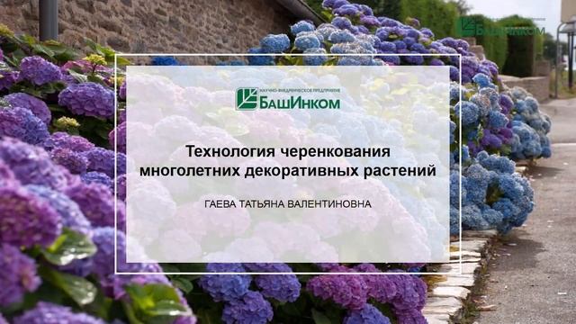 О картофеле и черенковании декоративных кустарников смотреть онлайн