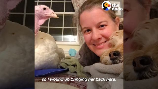 Turkey and Dog Best Friends are Inseparable | The Dodo Odd Couples смотреть онлайн