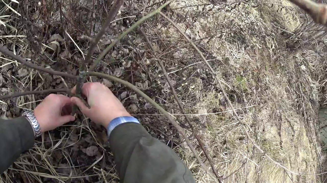 Прививка Яблони на Дичок смотреть онлайн