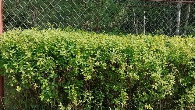 Формирование живой изгороди из спиреи смотреть онлайн