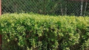 Формирование живой изгороди из спиреи