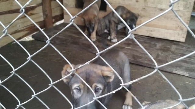 Вес щенков КВ 2 месяца 11 дней смотреть онлайн