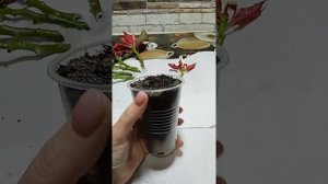 Пуансетия обрезка и черенкование.