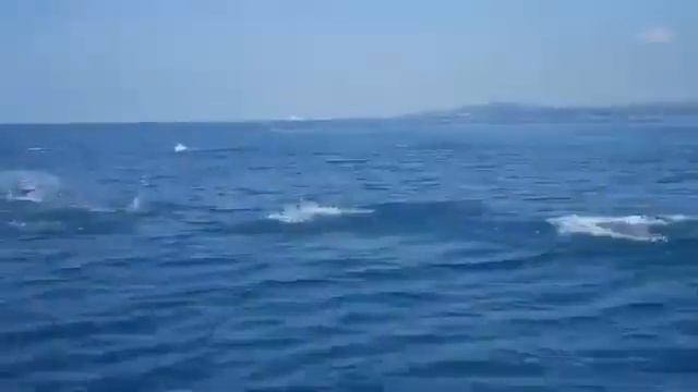 В Сочи дельфины устроили соревнования с моторной лодкой смотреть онлайн
