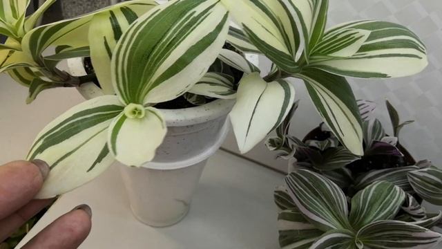 Обновляю традесканцию. Как и где выращиваю. #комнатныерастения #традесканция #комнатныецветы смотреть онлайн