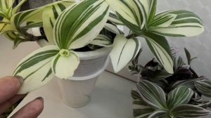 Обновляю традесканцию. Как и где выращиваю. #комнатныерастения #традесканция #комнатныецветы