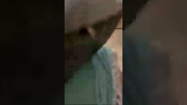 Лежанки для собак смотреть онлайн