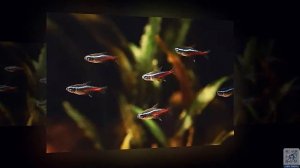 Аквариумные рыбки неоны  Содержание неонов, размножение, уход, совместимость