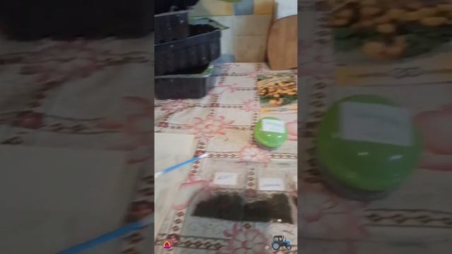 Сажаю зимний огород / Загон для козла / Коты тераризируют Бублика смотреть онлайн