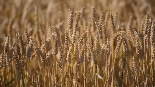 Звук ветра и шелест травы ASMR the sound of the wind and the rustle of the grass смотреть онлайн