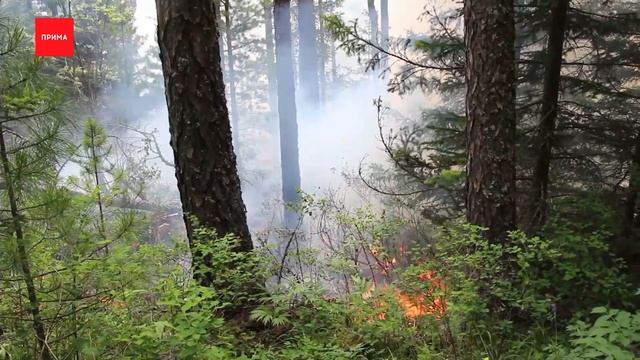 Дым от пожаров в Якутии добрался до севера края смотреть онлайн