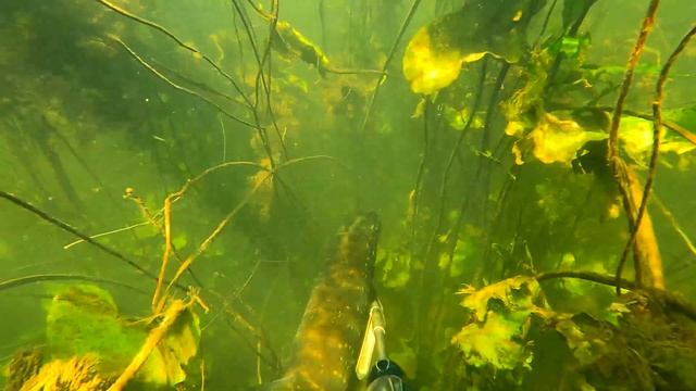 Подводная охота. Встреча с дикой уткой!!! смотреть онлайн