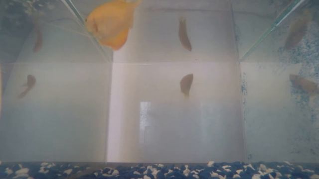 Совместимость гурами. Две самки гурами в аквариуме. смотреть онлайн