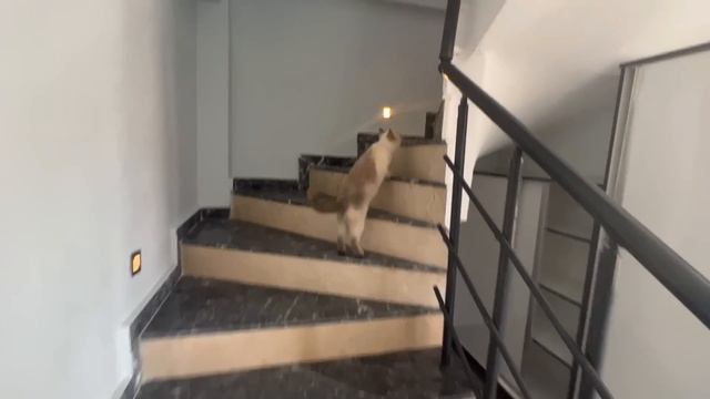 KEDİLERİMİZİ ZİYARETE GİDİYORUZ !!