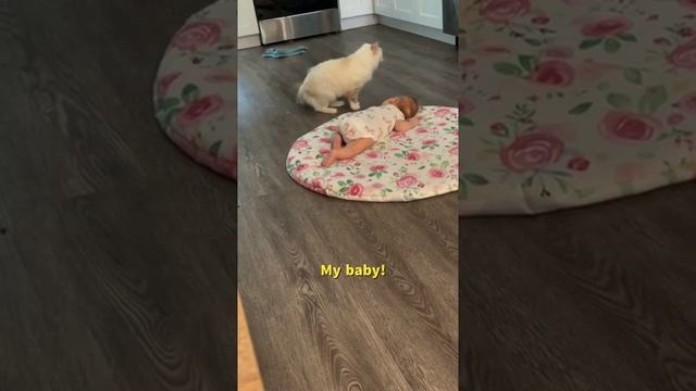 Кошка принесла своего котёнка познакомить с малышом ? смотреть онлайн