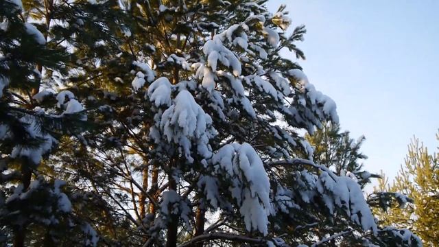 Зимний лес. Красивая зимняя природа. Winter 2020.