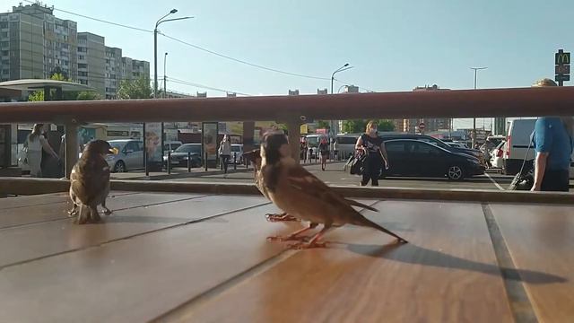 Горобчики смотреть онлайн