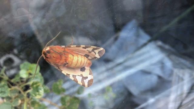 Медведица Кайя (A. caja L.) смотреть онлайн