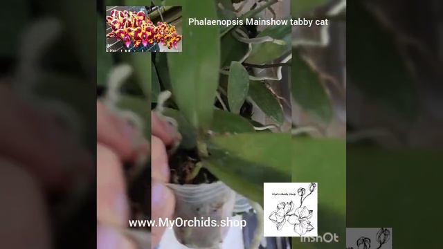 Phalaenopsis Mainshow tabby cat смотреть онлайн