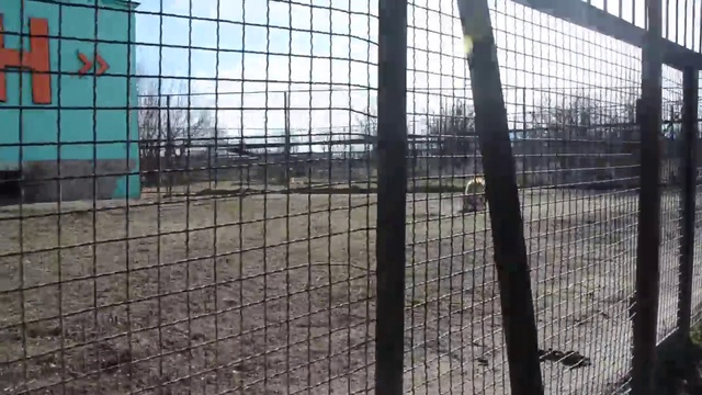 Чип и его львицы ! смотреть онлайн