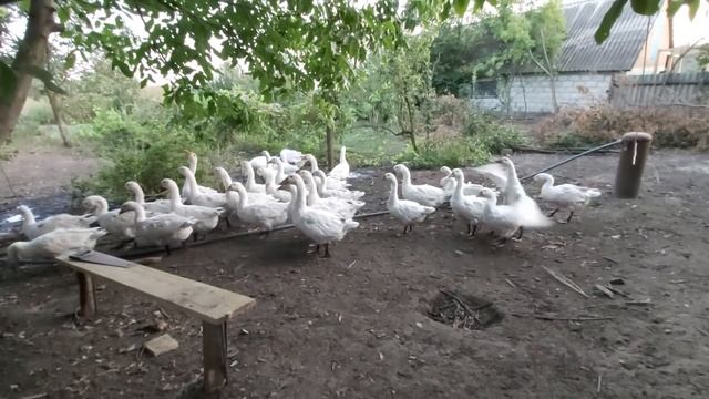 Индоутка и 40 утят // подсадил новых // примет или нет ? а скоро зима смотреть онлайн