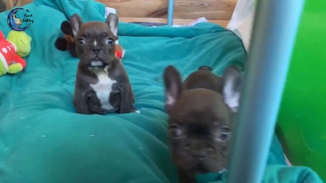 The French Bulldog-Chocolate French Bulldogs смотреть онлайн