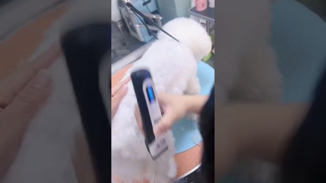 Dog grooming transformation 019 смотреть онлайн