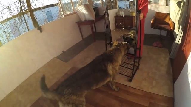 Впервые увидел себя в зеркало. Прикол над собакой смотреть онлайн