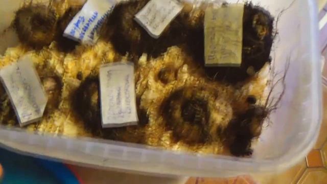 Зимовка глоксиний в холодильнике / как уложить спать луковичные смотреть онлайн