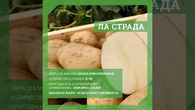 DokaGene сорта ЛА СТРАДА и КАРМЕН смотреть онлайн