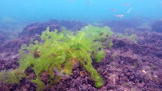 Чёрное море дайвинг, лето под водой смотреть онлайн