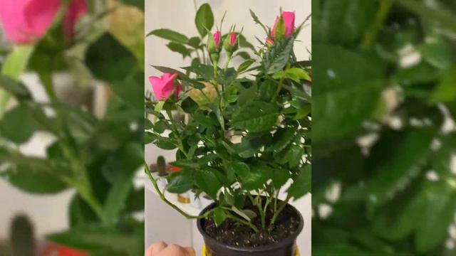 Роза кордана после покупки. Уход / пересадка